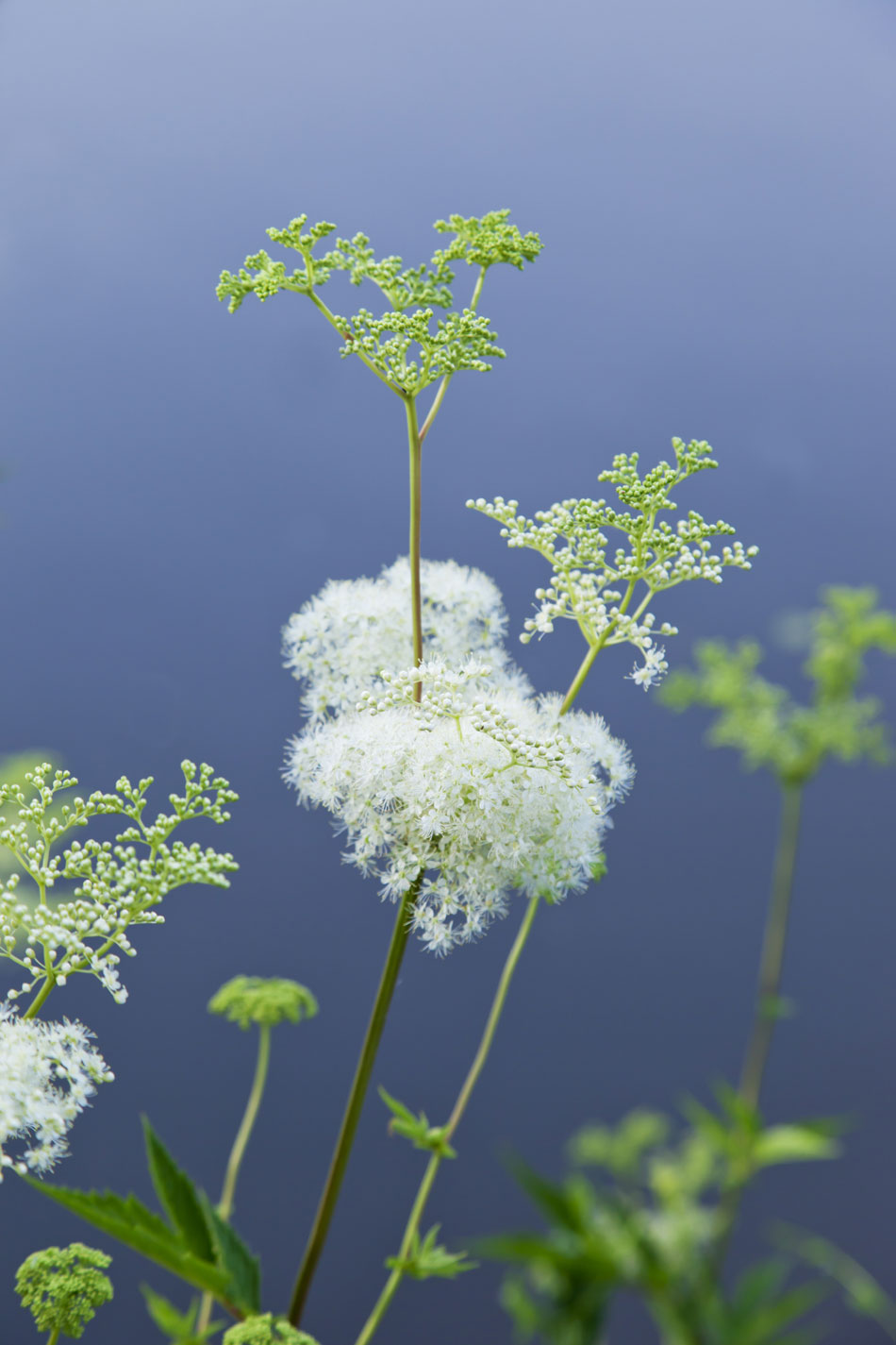 Reine-des-prés-(Filipendula