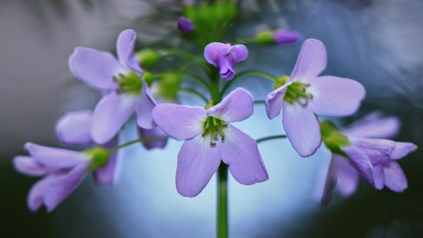 Cardamine