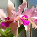 Cattleya