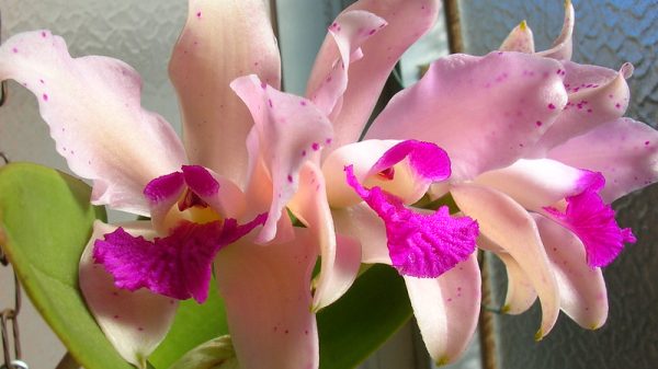 Cattleya