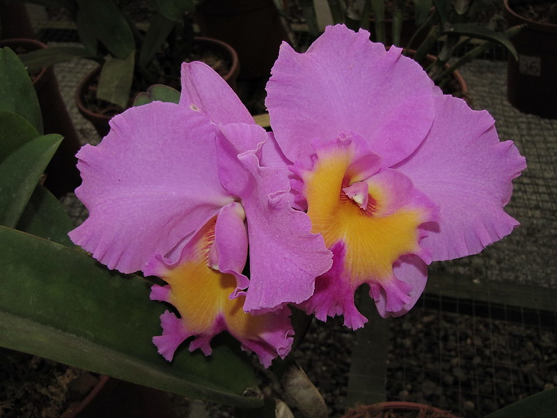 Cattleya