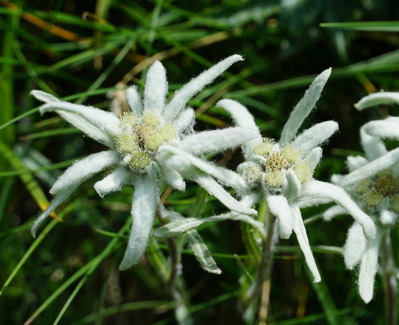 L'edelweiss