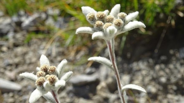 Les édelweiss français : mythes et réalité de la fleur alpine