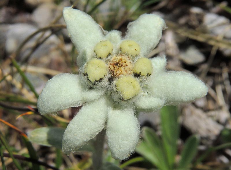 edelweiss en gros plan