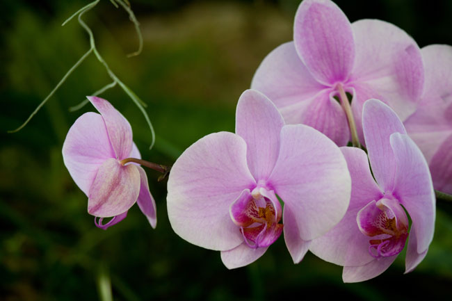 Orchidée