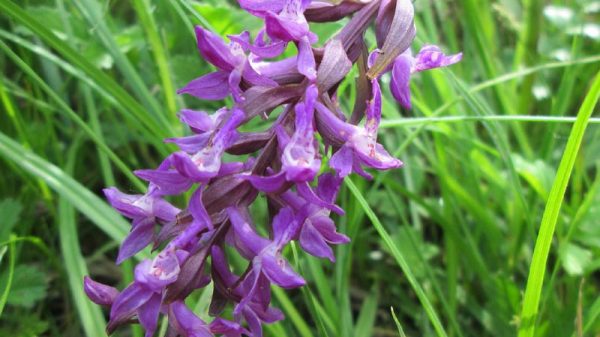 Exploration des fleurs endémiques des Vosges et leurs habitats