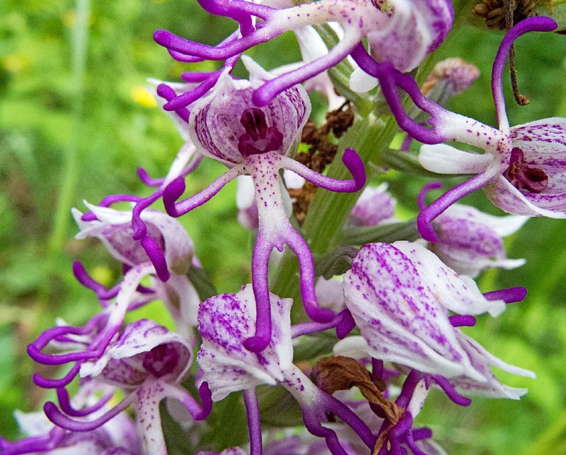 Fleurs endémiques des Vosges