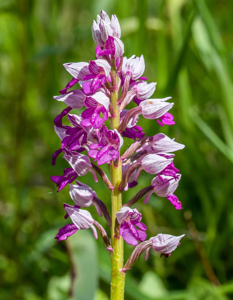 L'Iberis de Viollet