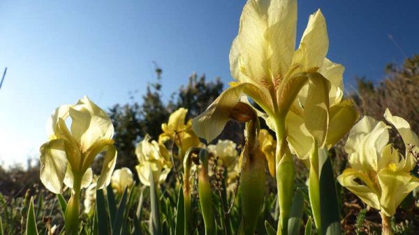 Fleurs des garrigues : adaptation à la sécheresse méditerranéenne