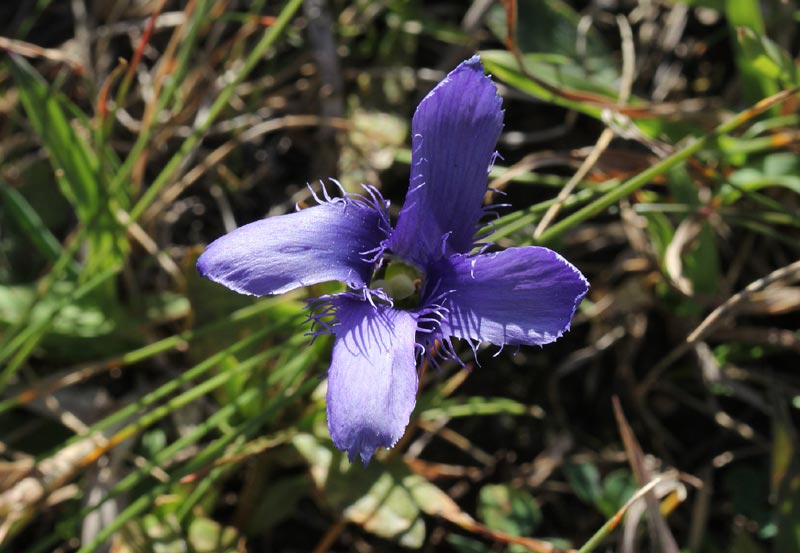 Gentianopsis ciliata ou Gentiane ciliée