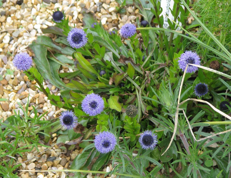 Globularia bisnagarica ou Globulaire commune