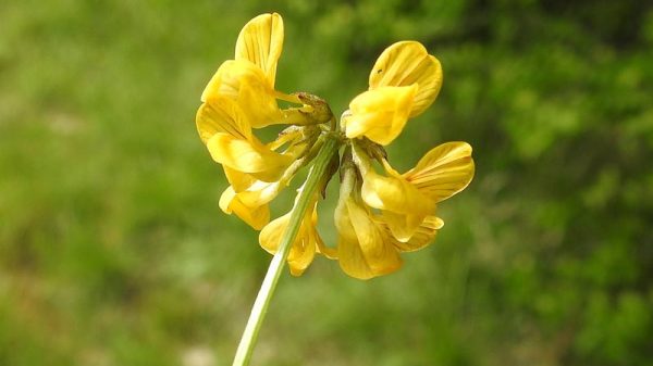 Fleurs des pelouses calcaires : Hippocrepis comosa