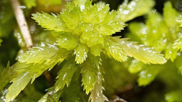 Fleurs des zones humides