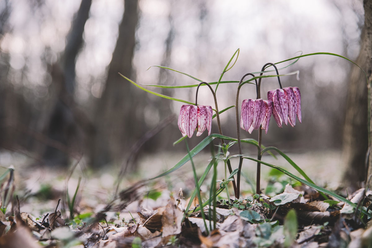 fritillaria meleagris