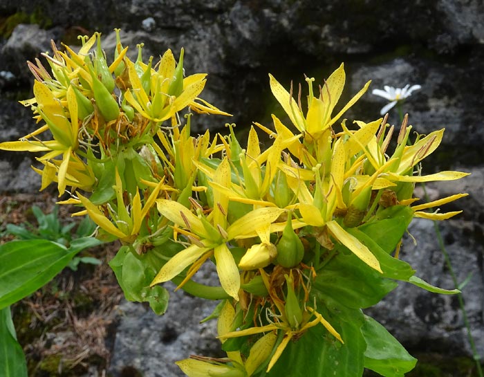 Plan serré sur la gentiane jaune dans la nature.