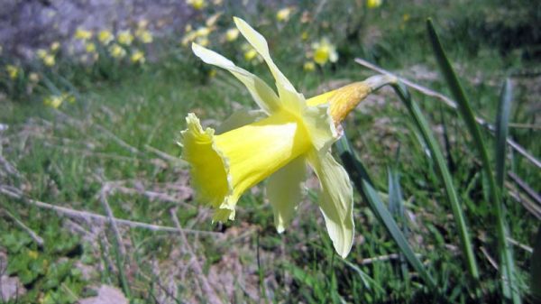 Les jonquilles sauvages : préservation des stations naturelles