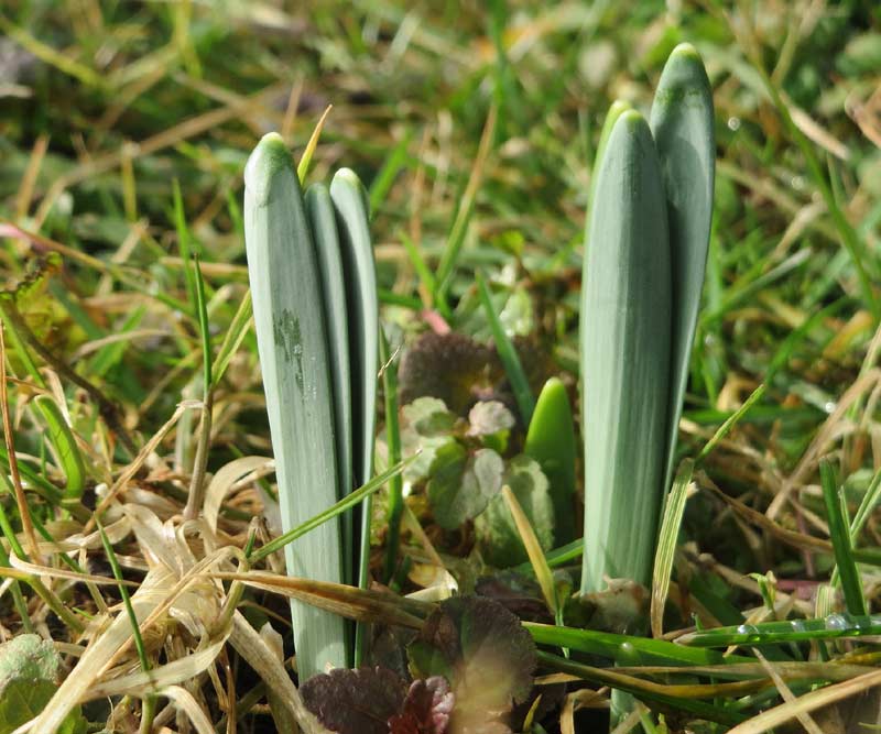 Jeunes jonquilles sauvages