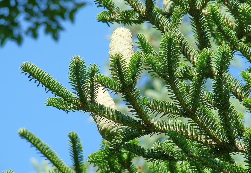 Abies nebrodensis, une espèce rare de Sicile