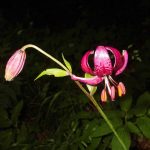 Découverte des lys sauvages : Lilium martagon