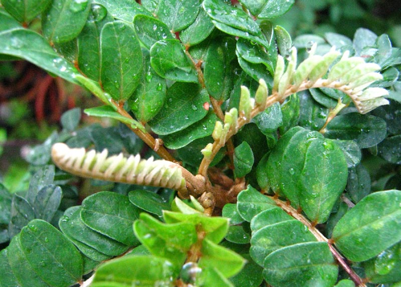 Sophora toromiro de l'île de Pâques