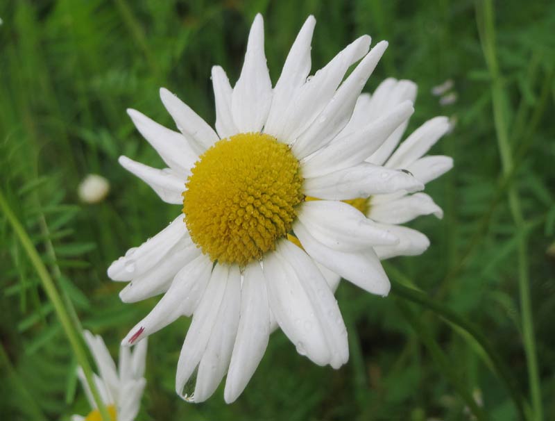 La marguerite d'automne