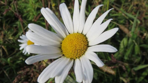 Les marguerites sauvages : diversité insoupçonnée en France