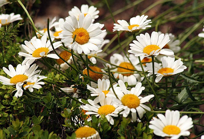 marguerites sauvages dans la nature