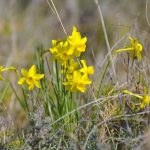 Narcisses sauvages