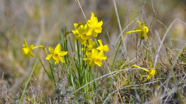 Narcisses sauvages