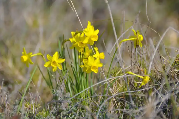 Narcisses sauvages