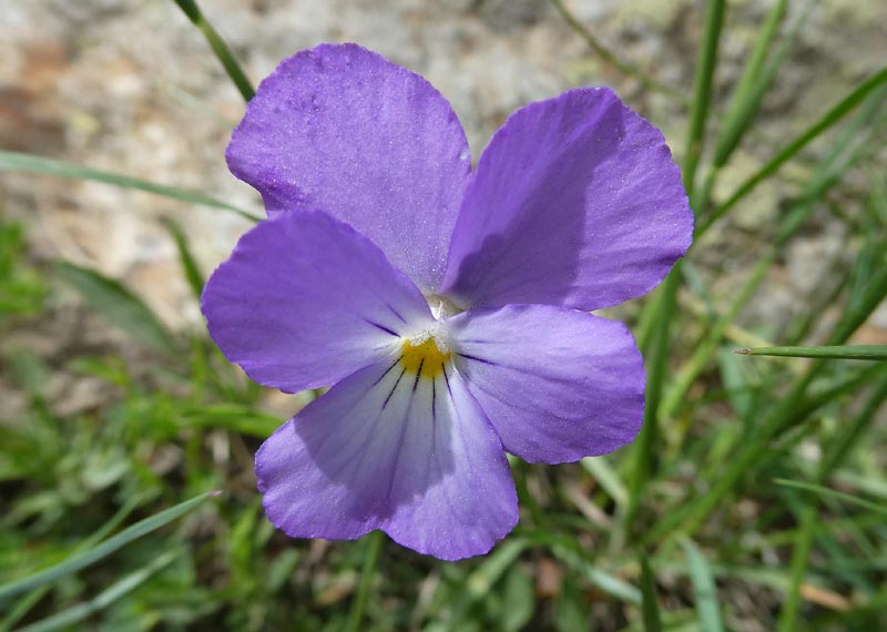 Violette odorante (Viola odorata)