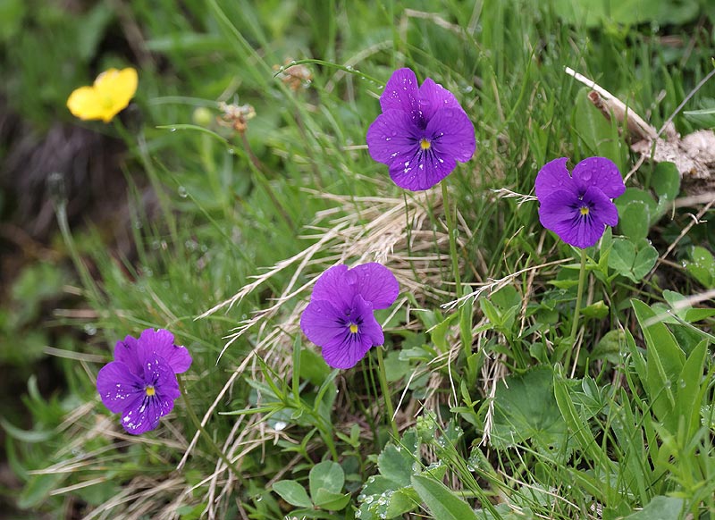 Pensée de l'Argentera (Viola argenteria)