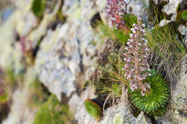 Saxifrage à-fleurs multiples