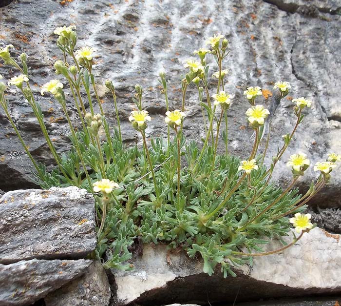 Saxifrages alpines sur un sol rocailleux.