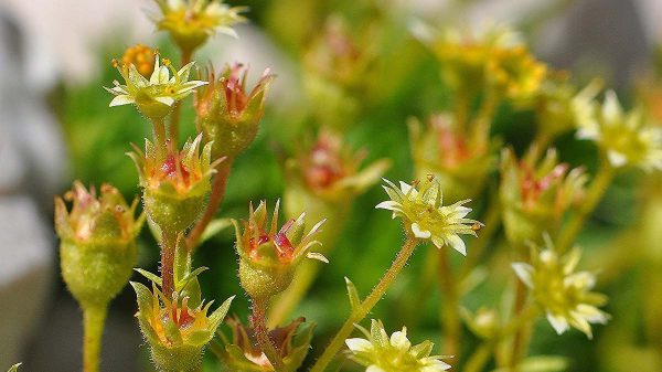 Les saxifrages des Alpes