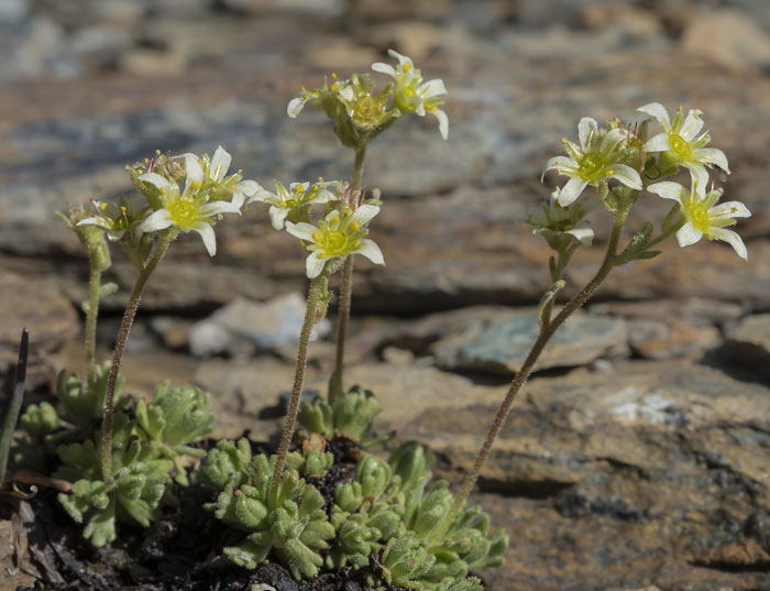 Saxifrages alpines en gros plan.