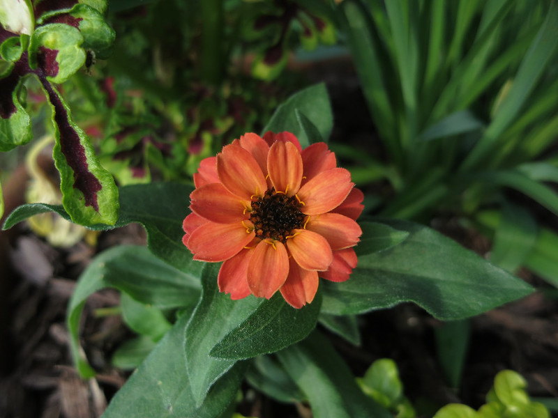 zinnia