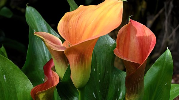 zantedeschia