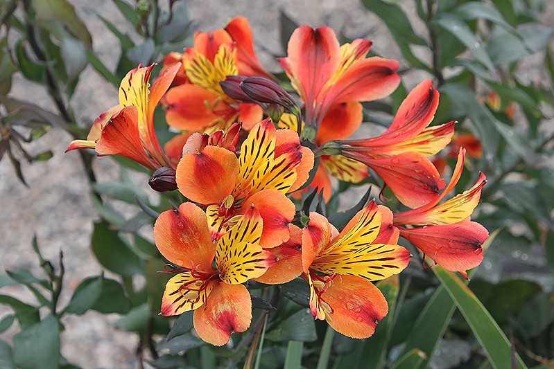 Alstroemeria