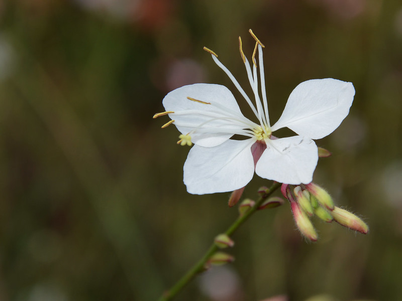 Gaura