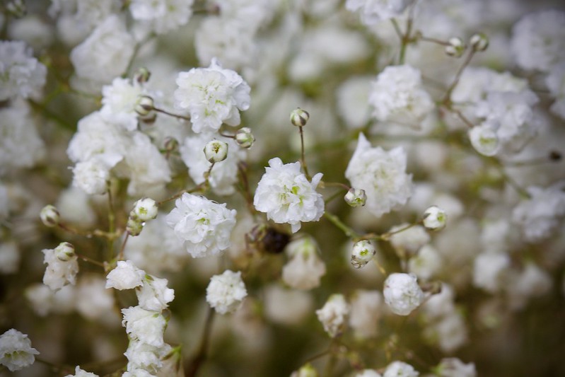 Gypsophile