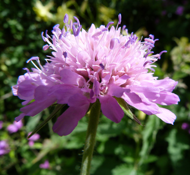 Knautia