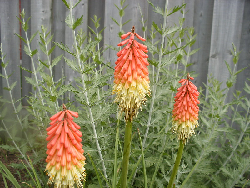 Kniphofia