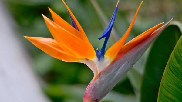 Strelitzia