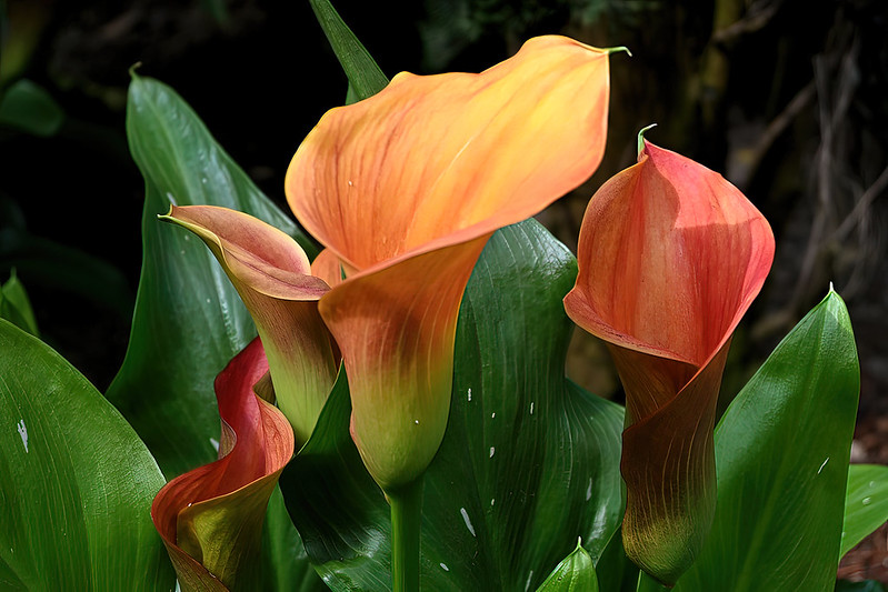 Strelitzia