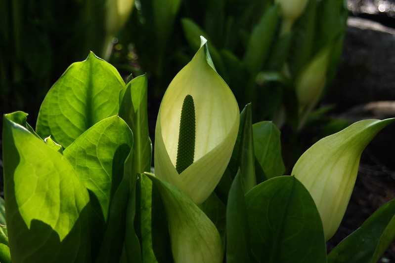 Zantedeschia