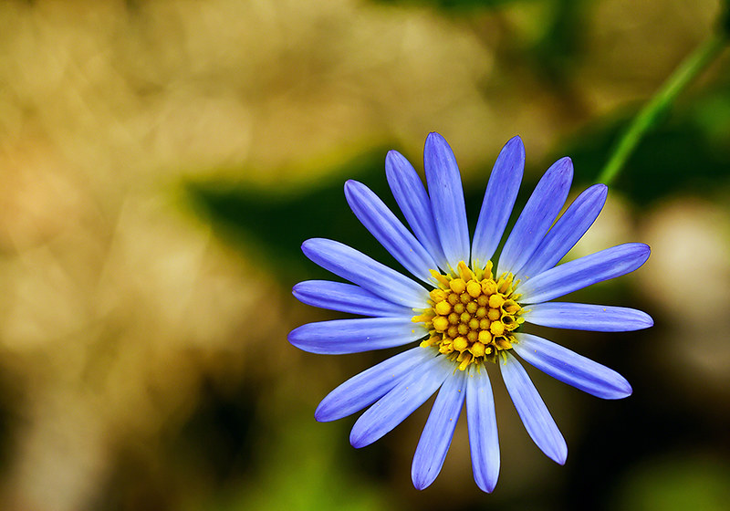 Aster