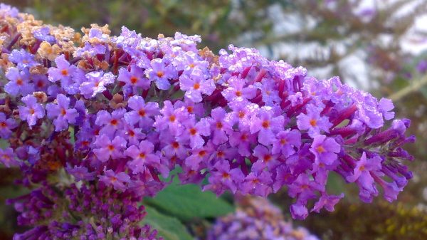 buddleia