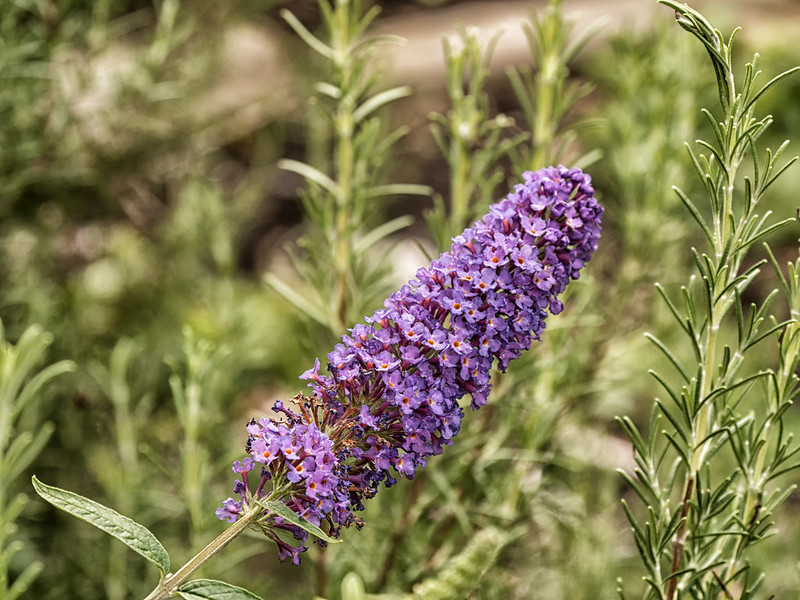 buddleia