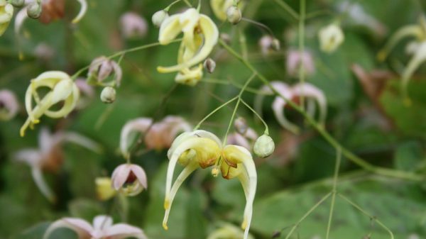 Epimedium